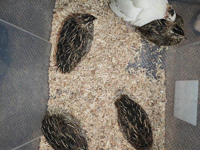 Preview of the first image of Point of lay hens coturnix quail.