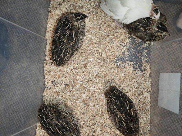 Image 1 of Point of lay hens coturnix quail