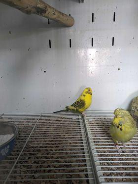 Image 3 of Budgies for sale males and females