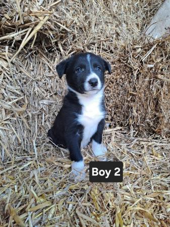 Image 6 of 6 Beautiful Border Collie Puppies