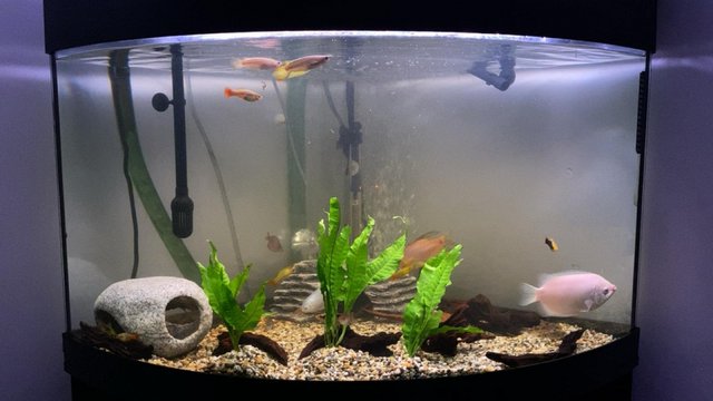 Image 2 of Complete aquarium setup