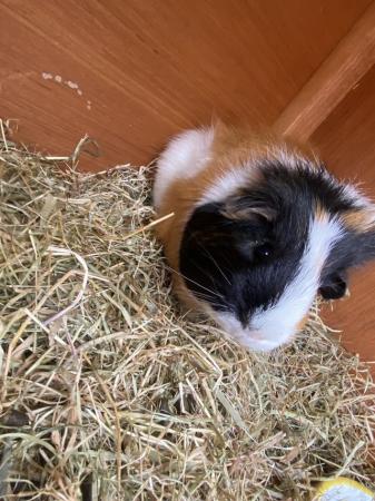 Image 29 of Sanctuary for Rabbit and Guinea Pigs and more