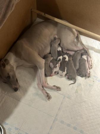 Image 3 of Full pedigree KC registered whippet pups