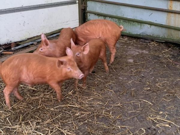 Image 3 of Tamworth Pigs for sale. Weaners and stores