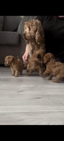 Image 1 of Cockapoo puppies for sale