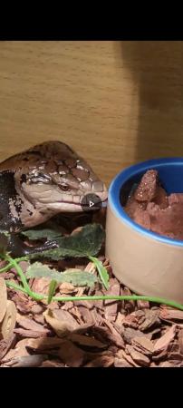 Image 3 of 1.5 year old Blue tongue Skink and set up.