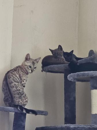 Image 19 of Tica Reg Bengal Kittens for loving home