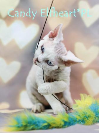 Image 4 of Devon Rex Candy boy for small home breeding