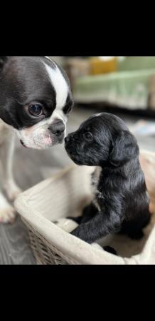 Image 4 of 5 Boston terrier x toy poodle (bossipoo) puppies
