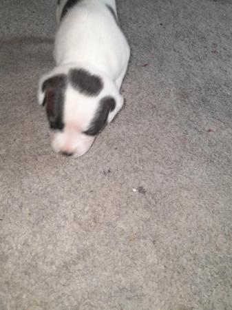 Image 26 of Staffordshire bull terrier puppies