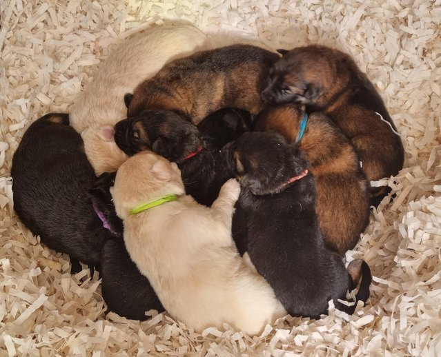 Preview of the first image of Beautiful KC Reg Long Coated German Shepherd Pups.