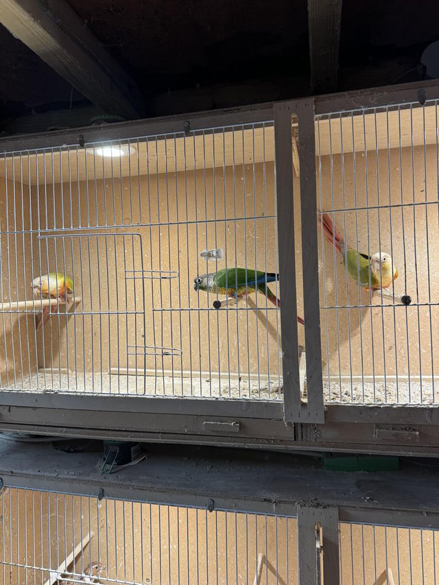 Preview of the first image of Pineapple Conures for sale x 3.