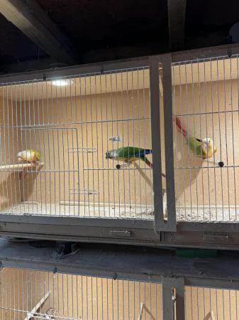 Image 1 of Pineapple Conures for sale x 3