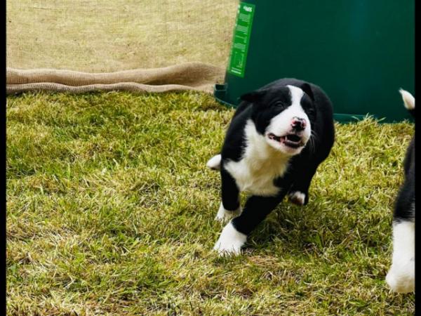 Image 21 of READY NOW One border collie girl puppy !!!