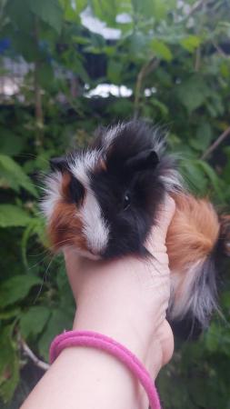 Image 1 of Guinea pigs Cavys various ages,  boys and girls available