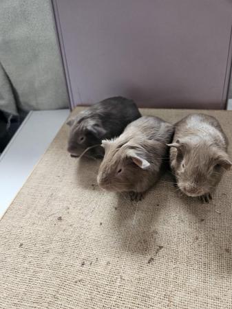 Image 6 of Lilac, Chocolate, Cream and Beige baby boars