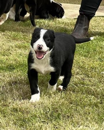 Image 17 of READY NOW One border collie girl puppy !!!