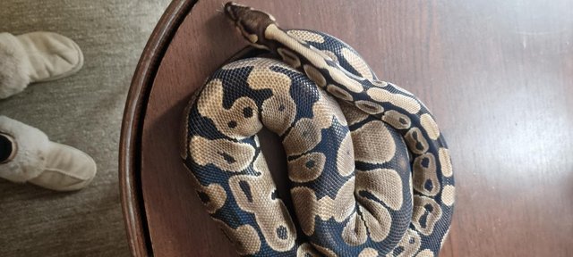 Image 9 of Full collection of ball pythons and racking