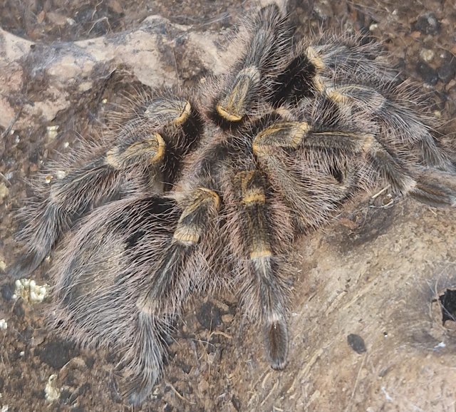 Preview of the first image of Female Golden Chaco Knee Tarantula with Setup.