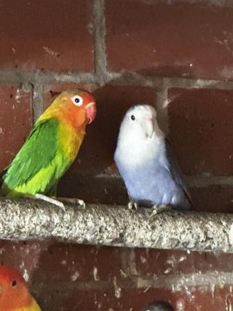 Image 7 of Fisher and peach face Lovebirds for sale