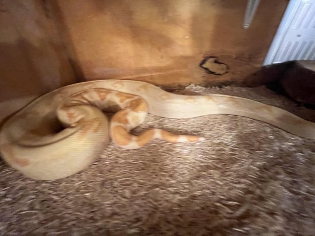 Preview of the first image of 2021-Female Sunglow Boa-Sharp strain 100%het annery.