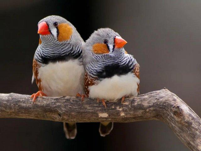 Preview of the first image of Zebra finches for sale . Also unwanted birds accepted ..