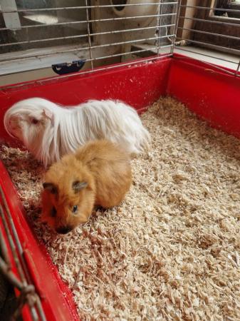 Image 4 of Bonded guinea pig boys available