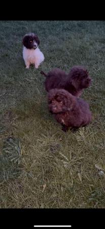 READY NOW last beautiful boy cockerpoo for sale in Warrington, Cheshire