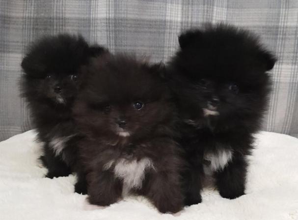 Image 2 of Kc register Pomeranian puppies