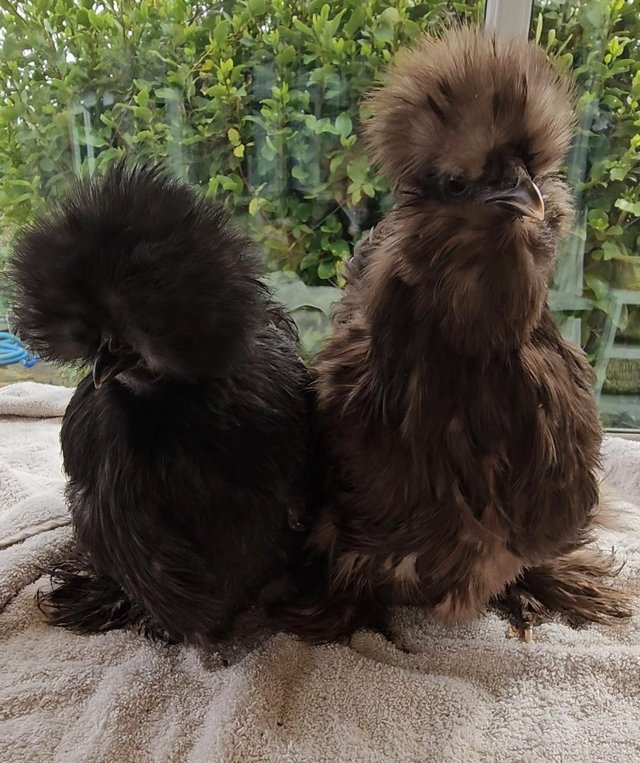 Preview of the first image of Silkie breeding group, one cockerel two pullets.