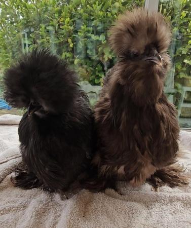 Image 1 of Silkie breeding group, one cockerel two pullets