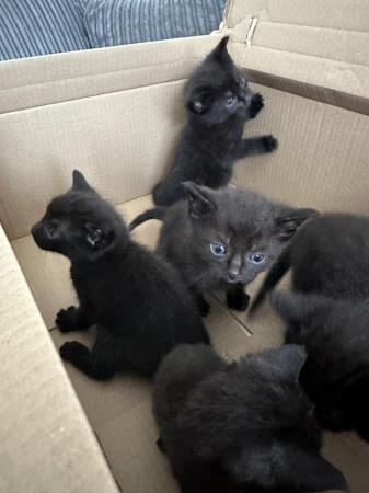 Image 5 of 5 stunning MALE Kittens