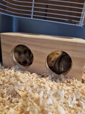 Image 2 of Baby Russian Dwarf Hamsters