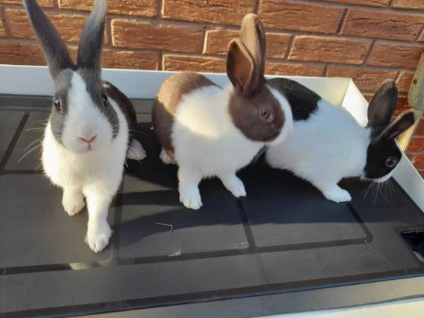 Image 3 of Baby Dutch Rabbits for Sale £20 (chocolate, blue, dutch)