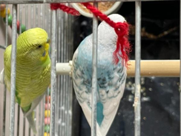 Image 5 of Two Budgies (Male+Female) +Cage+Brid Toys