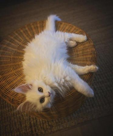 Image 6 of Pure white Maine coon kitten male