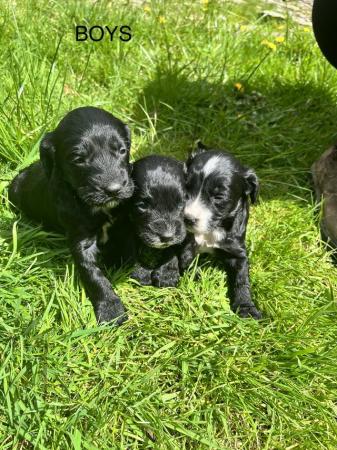 Image 4 of BEAUTIFUL SPROODLE PUPPIES FOR SALE