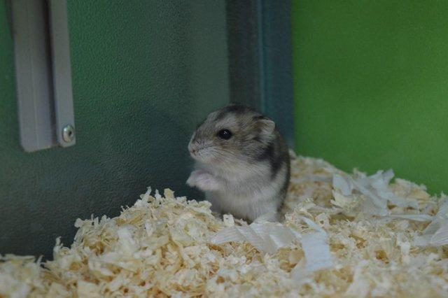 Image 3 of Winter White Hamsters For Sale at Animaltastic