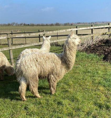Image 2 of Alpacas look for loving new homes
