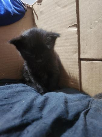 Image 3 of 7 week old black kittens