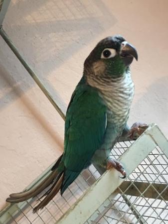 Image 1 of Turquoise green cheek conure Male parrot with dna for sale