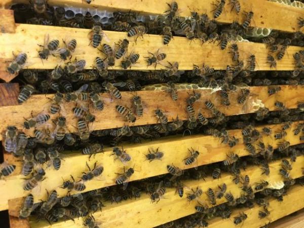 Image 3 of 14 x 12 Bee Nuc from a VSH II Buckfast breeder queen.
