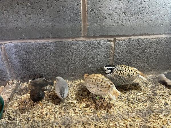 Image 1 of Mexican speckled quail eggs for sale.