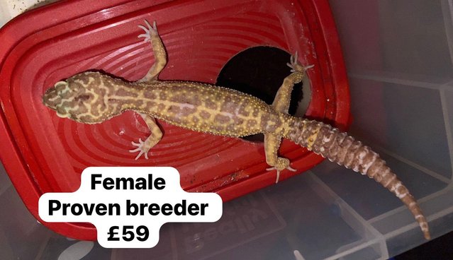 Image 15 of Reduced - leopard geckos for sale