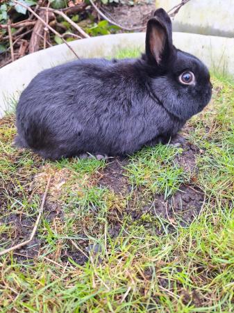 Image 7 of Young Netherland dwarf buck for sale £30