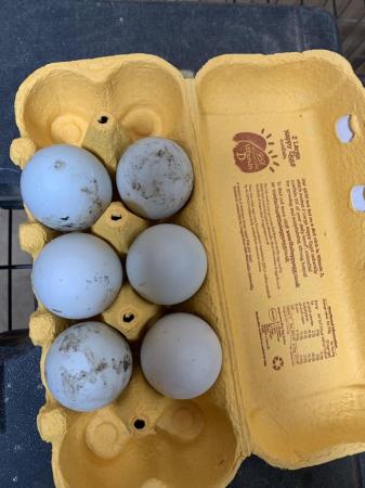 Image 2 of Runner Duck Hatching eggs