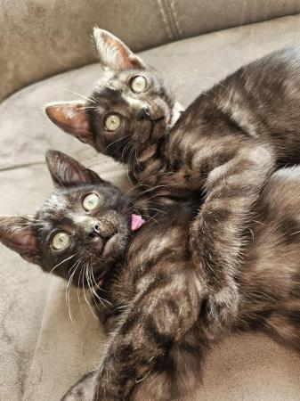 Image 1 of Tica Reg Bengal Kittens for loving home