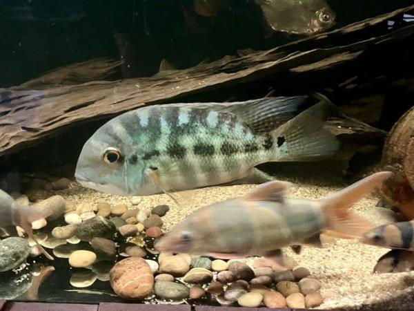 Image 1 of True parrot South American cichlid 12”