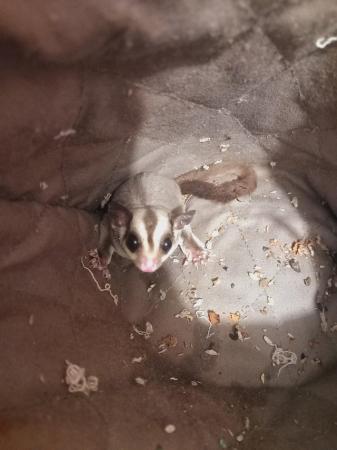 Image 10 of 2 WHITE FACED SUGAR GLIDERS