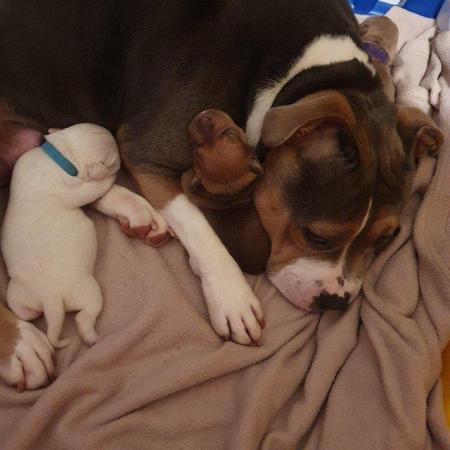 Image 9 of POCKET BULLY X STAFFY. Pups for sale